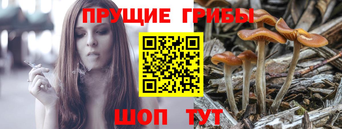 закладка  Галлюциногенные грибы MAGIC MUSHROOMS  Вход с VPN  Кондопога 
